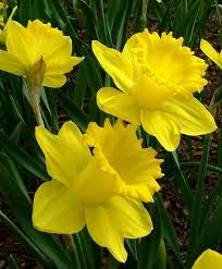 Daffodil 'Mixed Selection' - 10 x Premium Bulb Pack