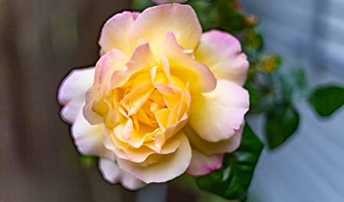 Rose Plant - Hybrid Tea 'Peace' - 1 x Full Plant in 5 Litre Pot