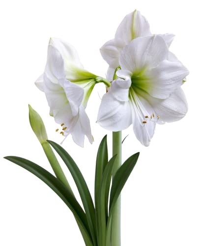 Amaryllis 'White' Bulbs  - 1 x Premium Quality Bulb