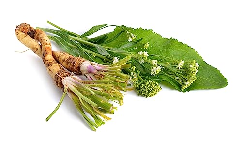 Vegetable Plants - Horseradish 'Charlemagne' - 2 x Large Plants in 1 Litre Pots