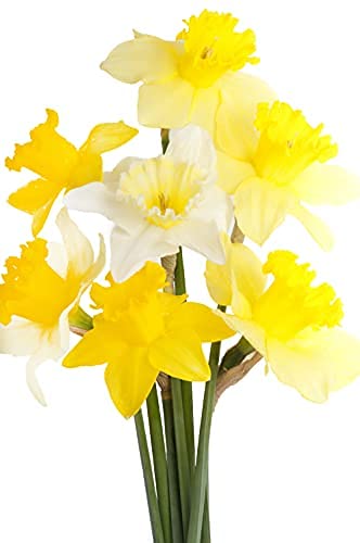 Spring Bulbs - Daffodils 'Mixed' - 48 x Bulb Pack