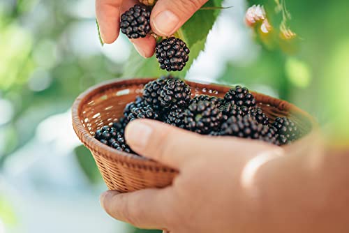 Fruit Plants - BlackBerry 'Triple Crown' - 2 x Full Plants in 3 Litre Pots