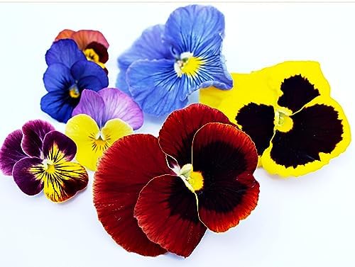 Multi Pack - Pansy 'Delta Mix' + Pansy 'All The Blues' - 40 x Full Plants