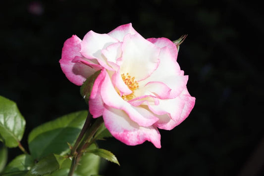 Climbing Rose Plant - 'Handel' - 1 x Bare Rooted Plant