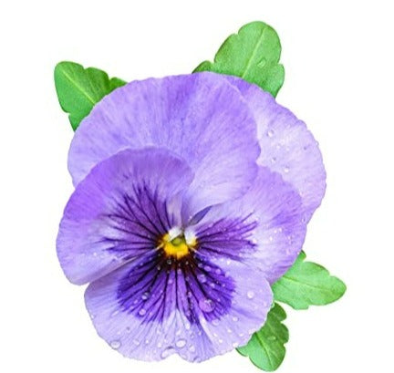 Pansy 'Water Colours Mix' - 20 x Full Plant Pack
