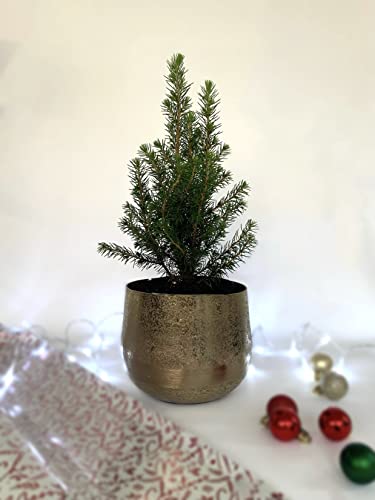Mini Christmas Tree - Live Potted Pine Tree - Miniature Spruce 'Picea Glauca' - 1 x Full Plant in 10.5cm Pot