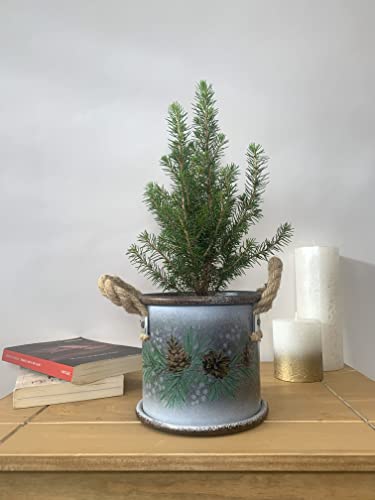 Christmas Houseplant Pot - Tin Drum 'Cones and Berries' - 14cm Diameter