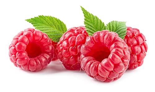 Fruit Plants - Raspberry 'Polka' - 3 x Full Plants in 2 Litre Pots