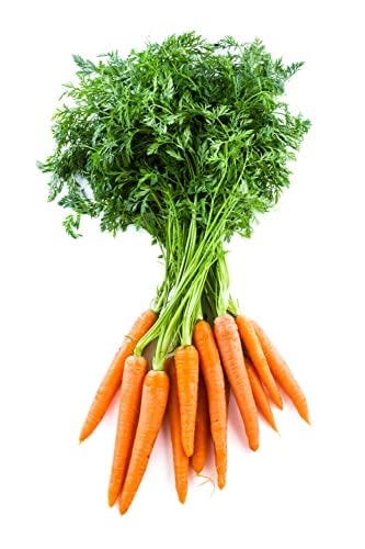 Carrot 'Chantenay' - 6 x Plug Plant Pack - 24+ Individual Plants