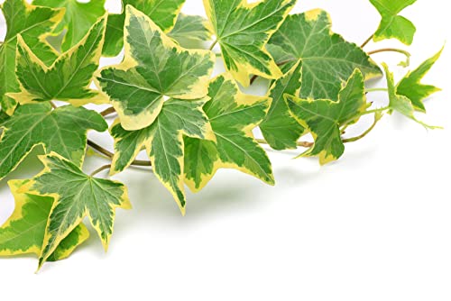 Ivy 'Goldchild' - Variegated Ivy - 1 x Full Plant in 1 Litre Pot