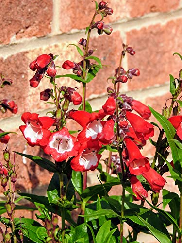 Garden Shrub - Penstemon 'Arabesque Red' - 1 x Full Plant In 1 Litre Pot