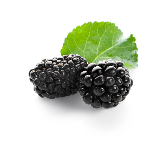 Fruit Plants - BlackBerry 'Triple Crown' - 3 x Full Plants in 3 Litre Pots