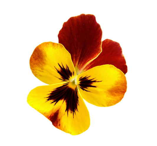 Pansy 'Radiance Red' - 20 x Full Plant Pack