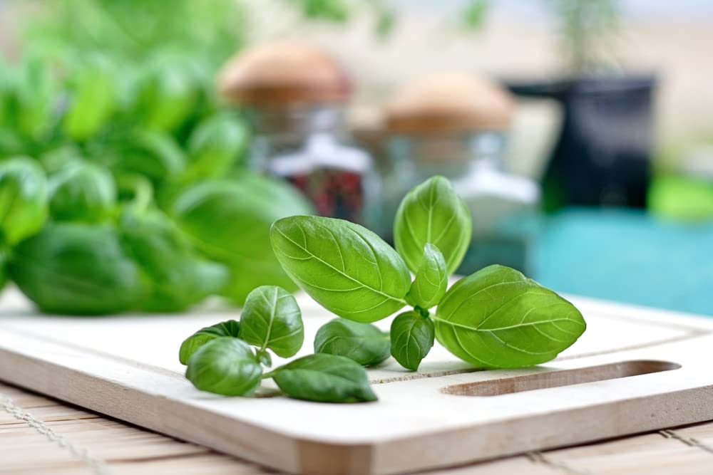 Herb Plants - Basil 'Sweet Genovese' - 3 x Plug Plant Pack