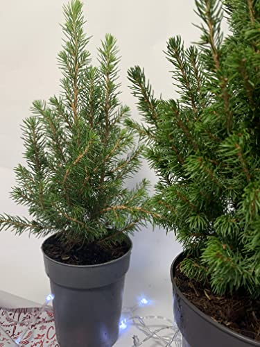 Mini Christmas Tree - Live Potted Pine Tree - Miniature Spruce 'Picea Glauca' - 1 x Full Plant in 10.5cm Pot
