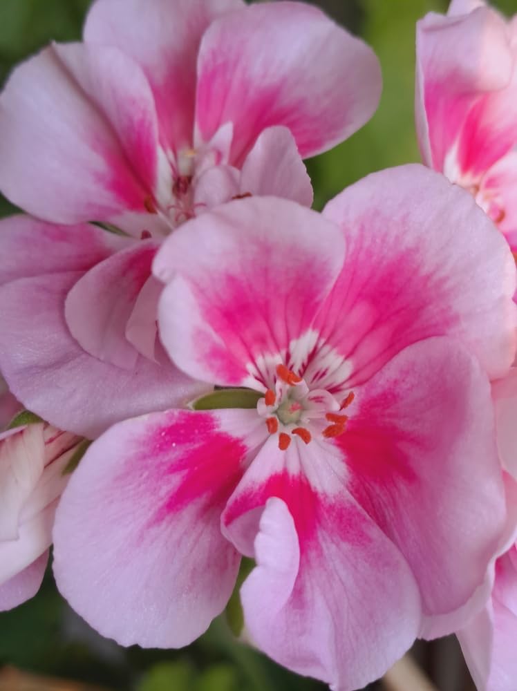 Geranium 'Blushing Bride' - Full Plant Packs