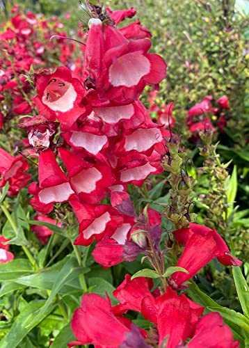 Garden Shrub - Penstemon 'Arabesque Red' - 1 x Full Plant In 1 Litre Pot