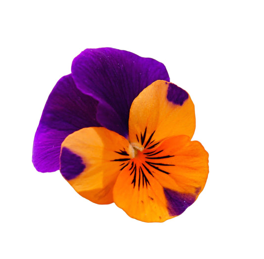 Pansy 'Purple and Orange' - 20 x Full Plant Pack