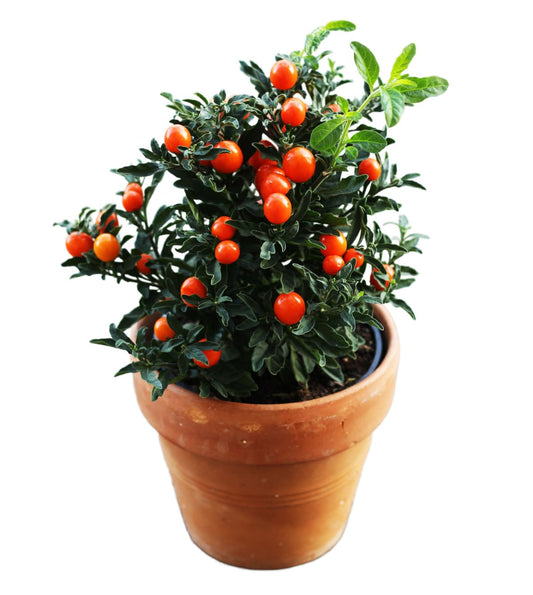 Christmas Ornamental Solanum - 'Dark Berry' - 3 x Full Plants in 10.5cm Pots