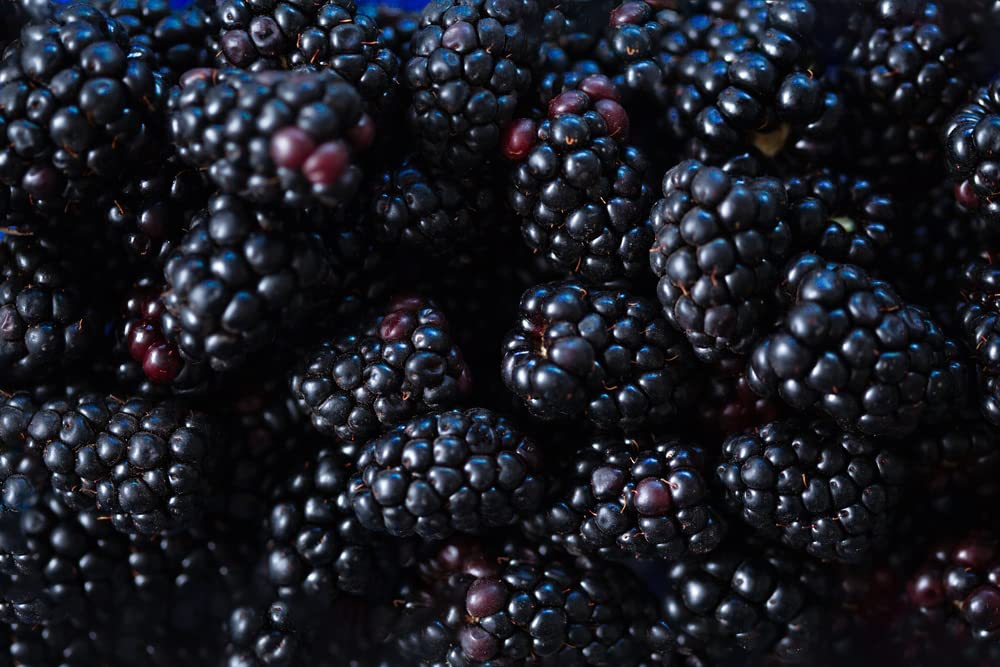 Fruit Plants - BlackBerry 'Triple Crown' - 2 x Full Plants in 3 Litre Pots