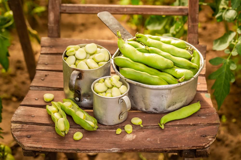 Broad Beans 'Dreadnought' - 6 x Full Plant Pack