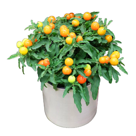 Christmas Ornamental Solanum - 'Light Berry' - 3 x Full Plants in 10.5cm Pots