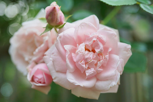 Climbing Rose Plant - 'New Dawn' - 1 x Bare Rooted Plant