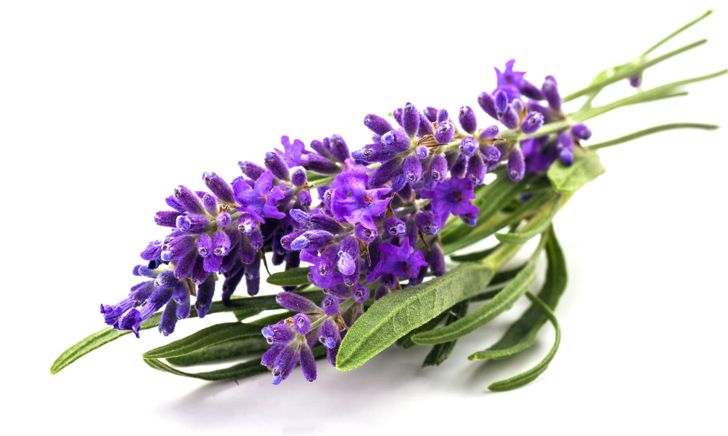 Lavender - Full Plants in 9cm Pots
