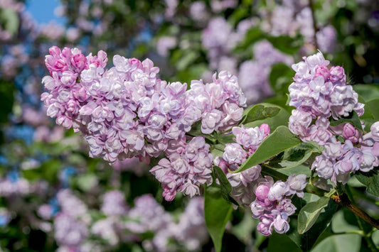 Lilac - Syringa 'Beauty of Moscow' - 1 x Full Plant in 1 Litre Pot