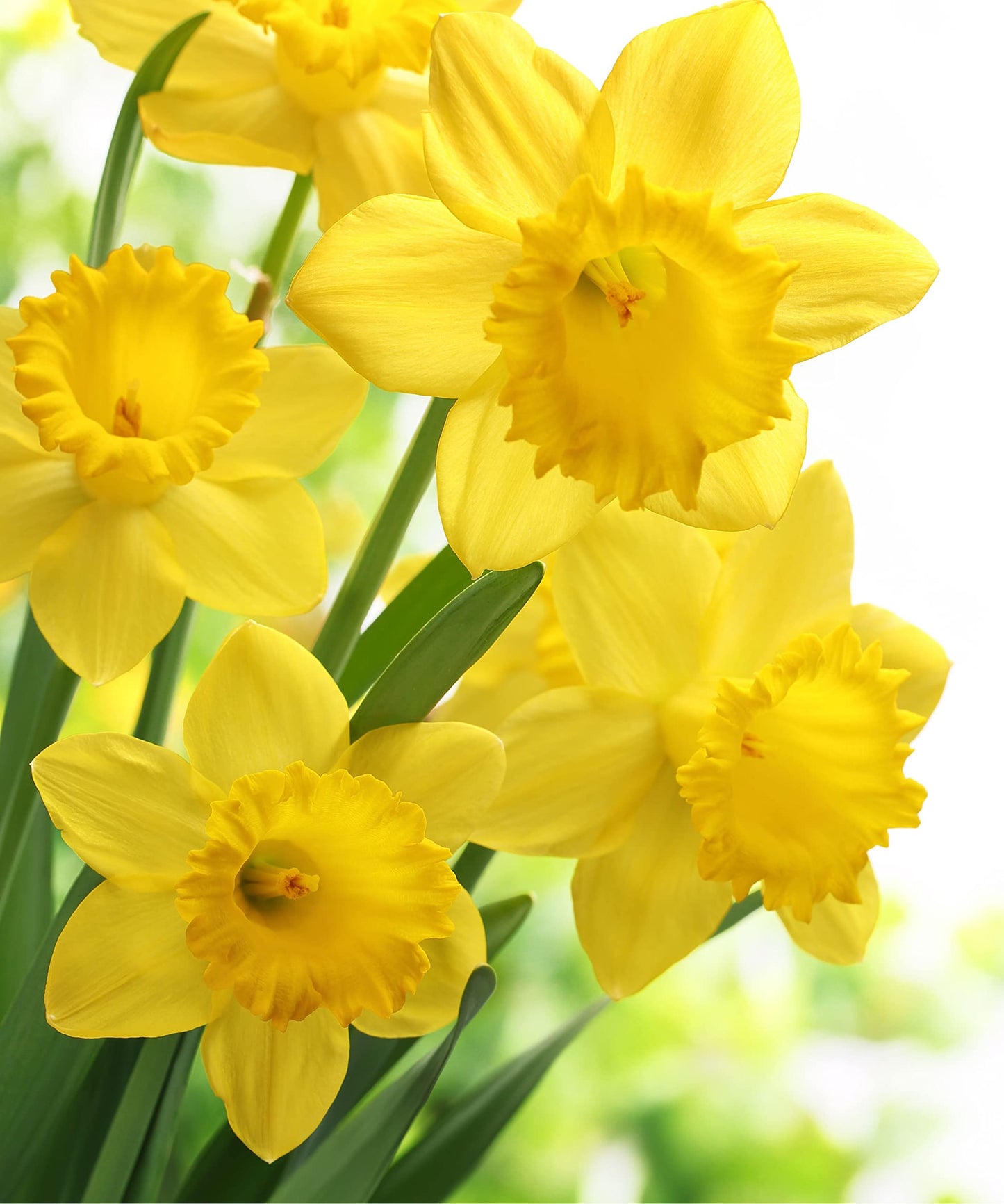 Daffodil 'King Alfred' - 10 x Premium Bulb Pack