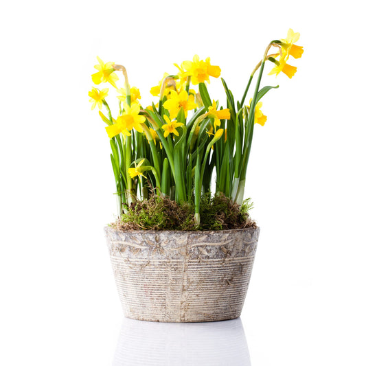 Spring Bulbs - Daffodil 'Tete A Tete' - 36 x Premium Bulb Pack