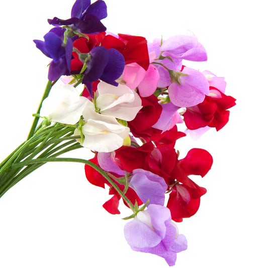 Sweet Pea 'Old Fashioned Scented Mix' - Full Plants in 9cm Pots