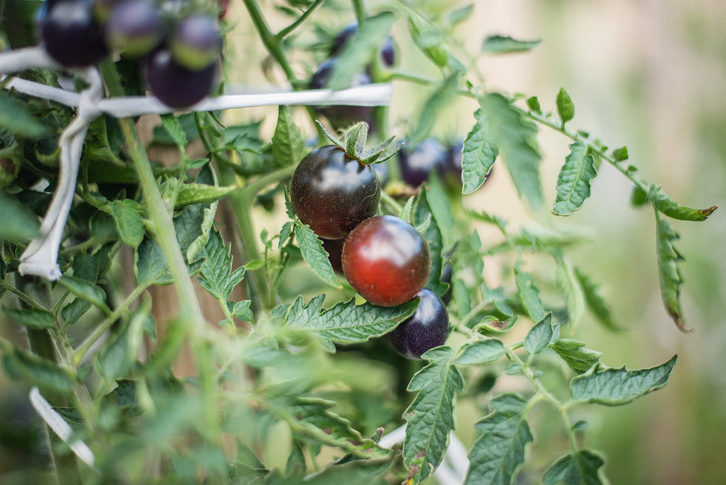 Heritage Tomato Plants - 'Black Cherry' - 1 x Full Plant in a 10.5cm Pot