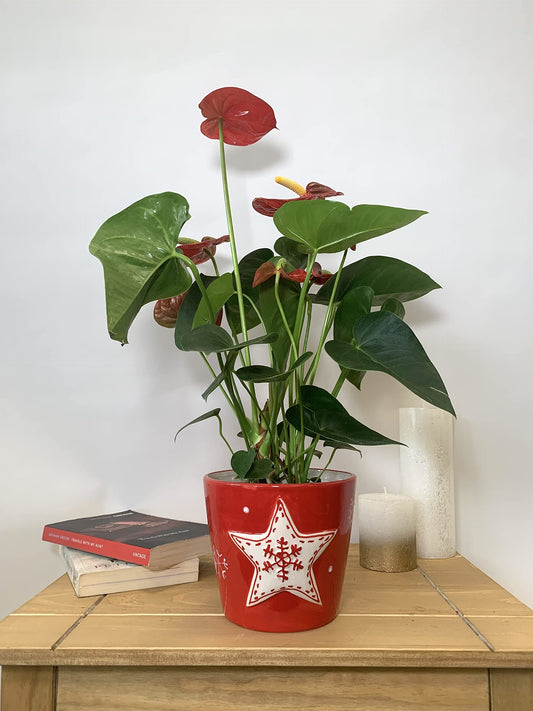 Christmas Houseplant Planter - 15cm Pot (Red + White)