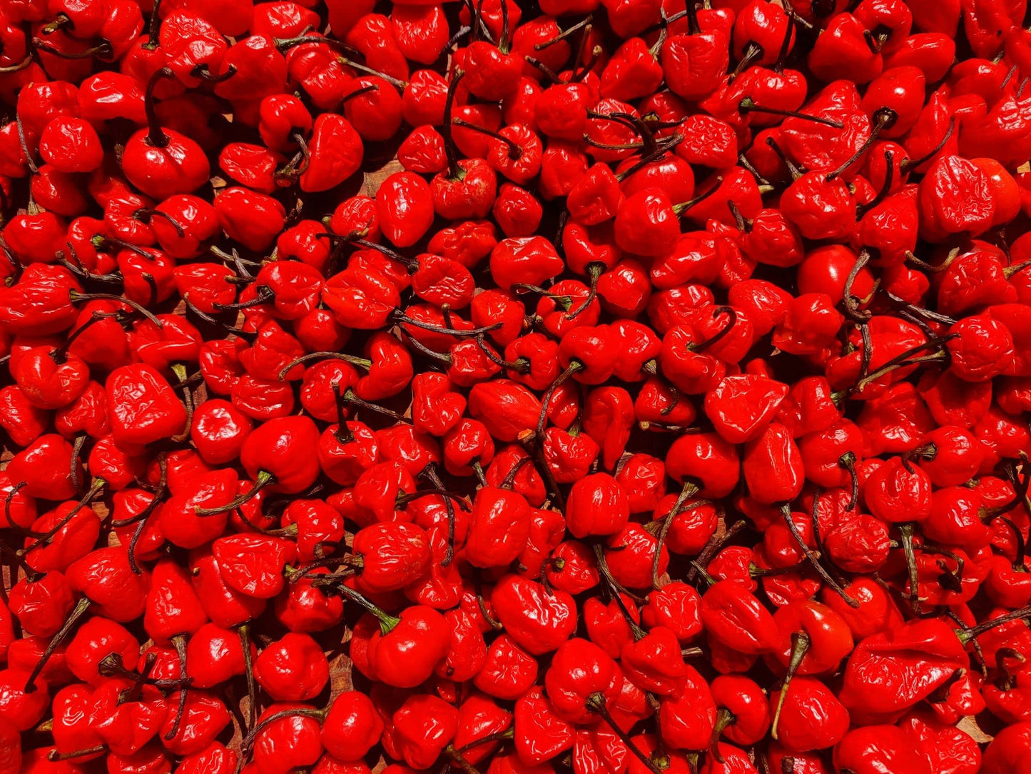 Chilli Plants - 'Scotch Bonnet Red' - 2 x Full Plants in 9cm Pots
