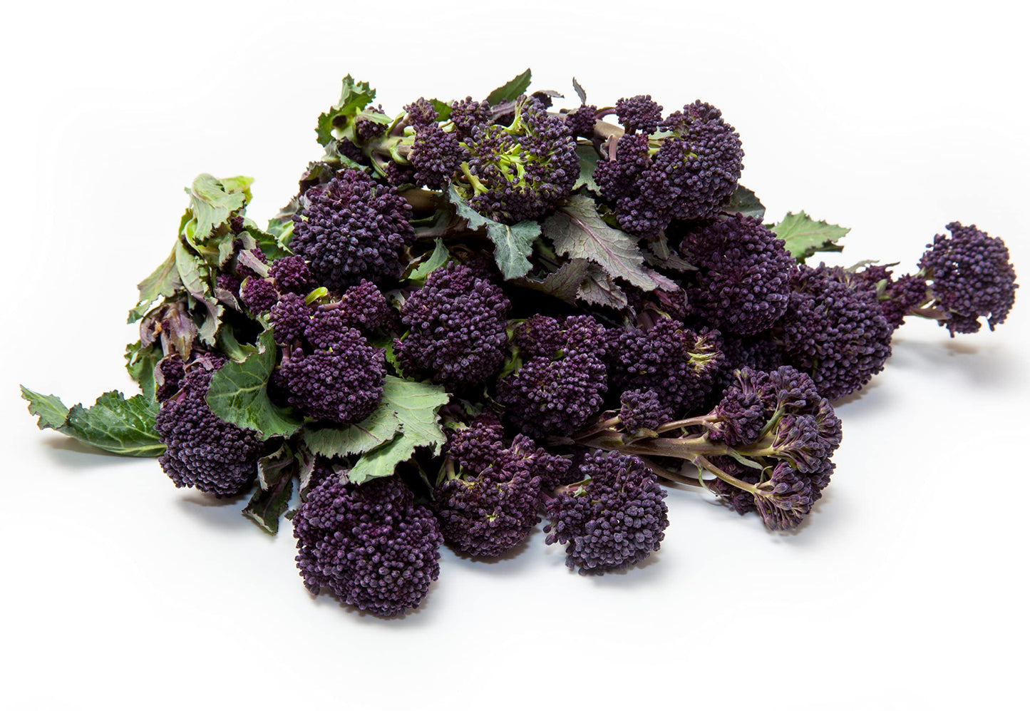 Purple Sprouting Broccoli - 12 x Full Plant Pack
