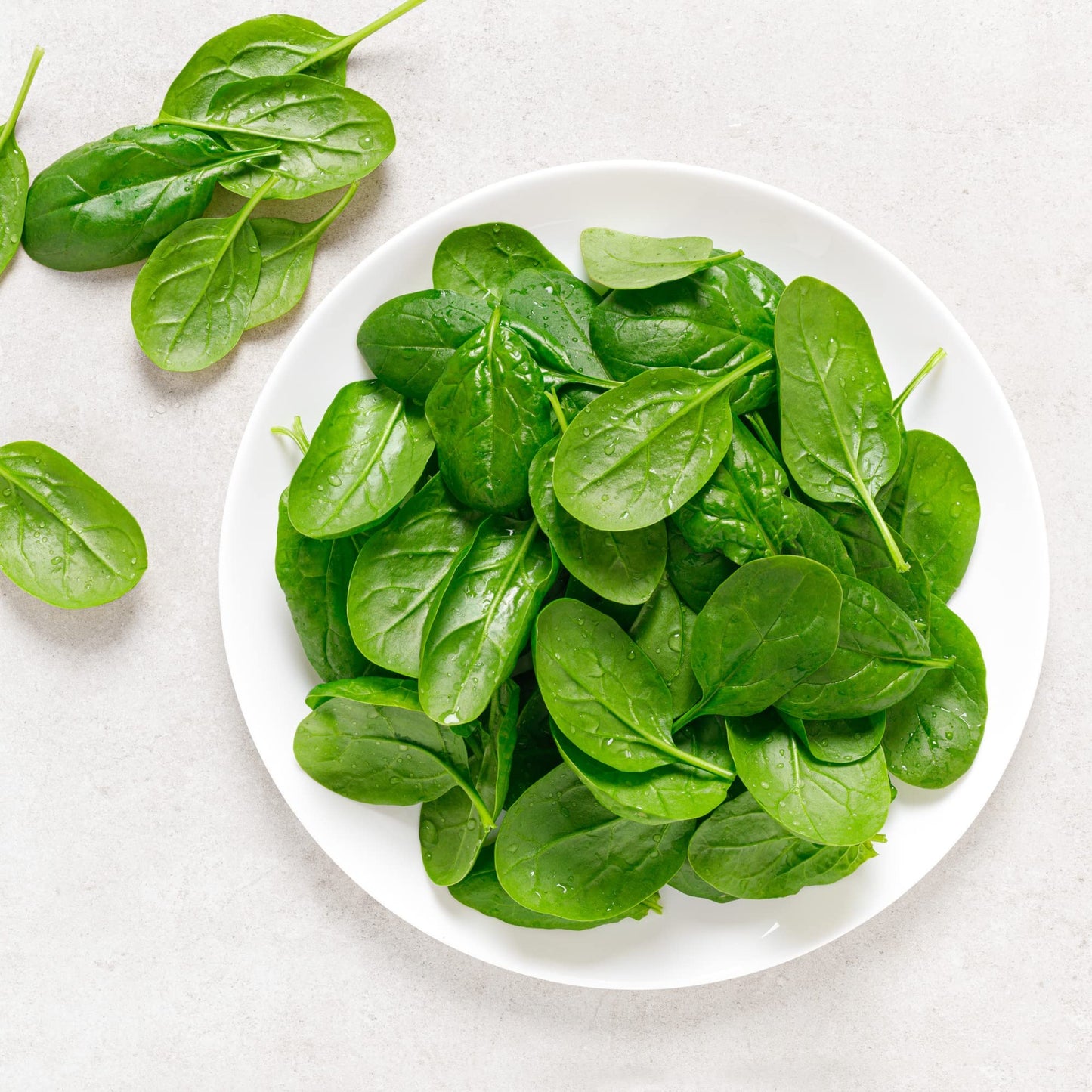 Spinach 'Renegade' - 12 x Plug Plant Pack