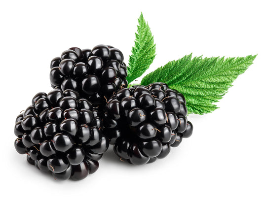Fruit Plants - Blackberry 'Chester' - 3 x Full Plants in 3 Litre Pots