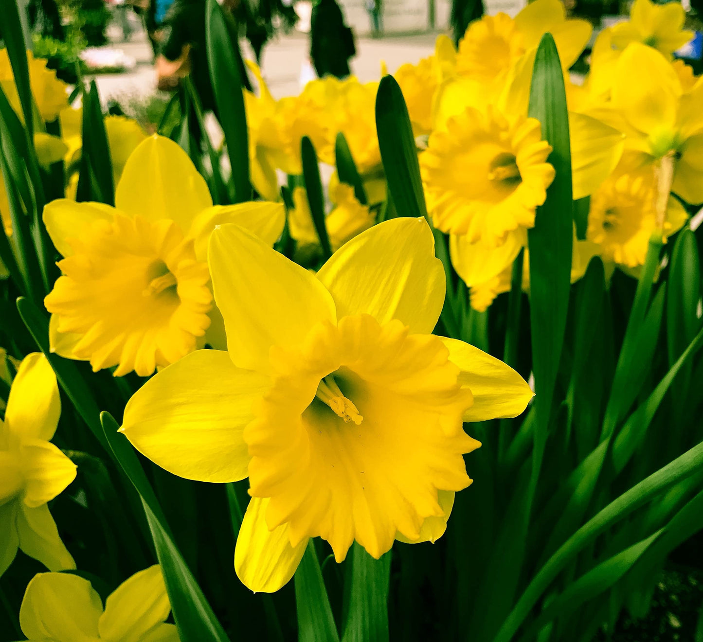 Daffodil 'Mixed Selection' - 10 x Premium Bulb Pack