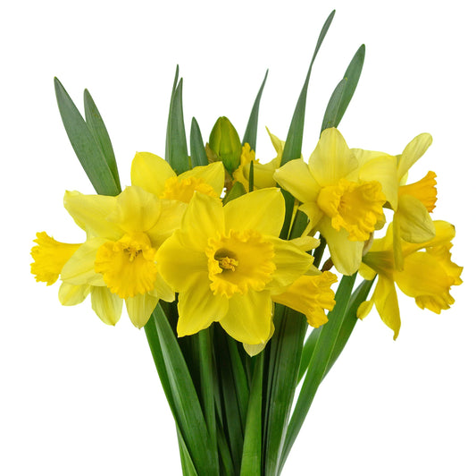 Spring Bulbs - Daffodil 'King Alfred' - 6 x Premium Bulb Pack