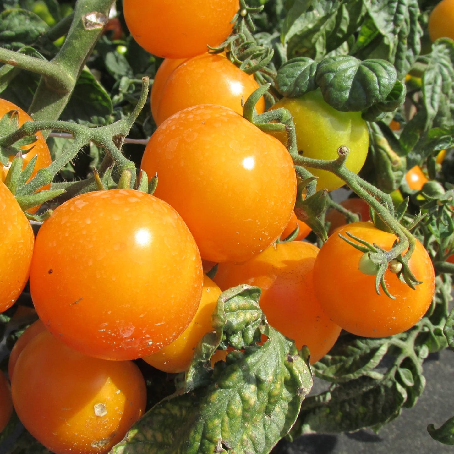 Heritage Tomato Plants - 'Honeycombe' - 6 x Large Plants in 10.5cm Pots