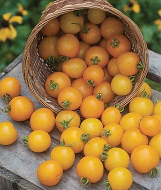 Heritage Tomato Plants - 'Honeycombe' - 3 x Large Plants in 10.5cm Pots