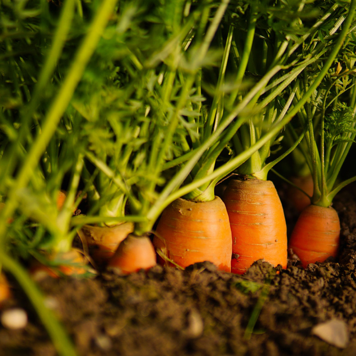 Carrot 'Chantenay' - 12 x Full Plant Pack