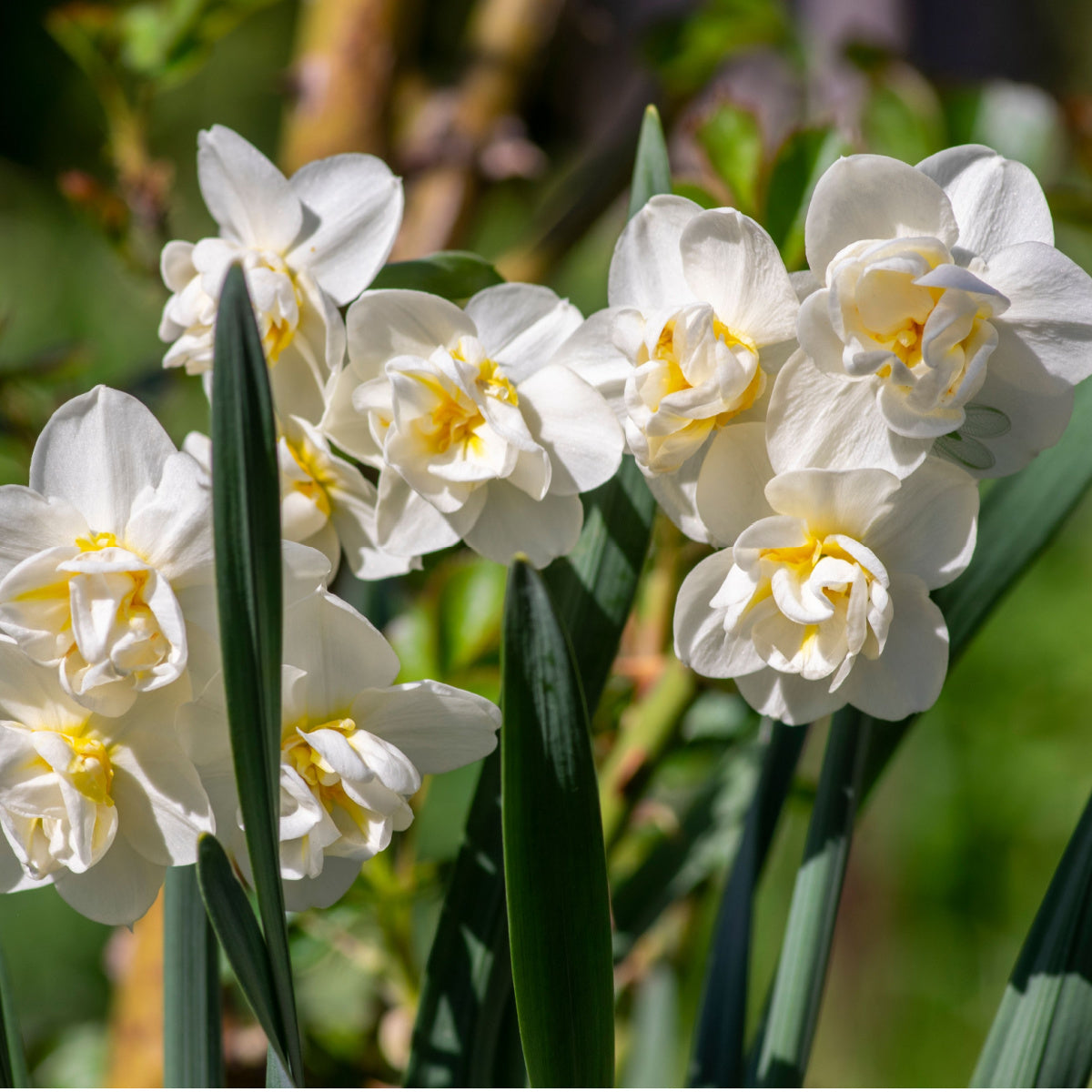 Spring Bulbs - Daffodil 'Double Mixed' - 18 x Premium Bulb Pack