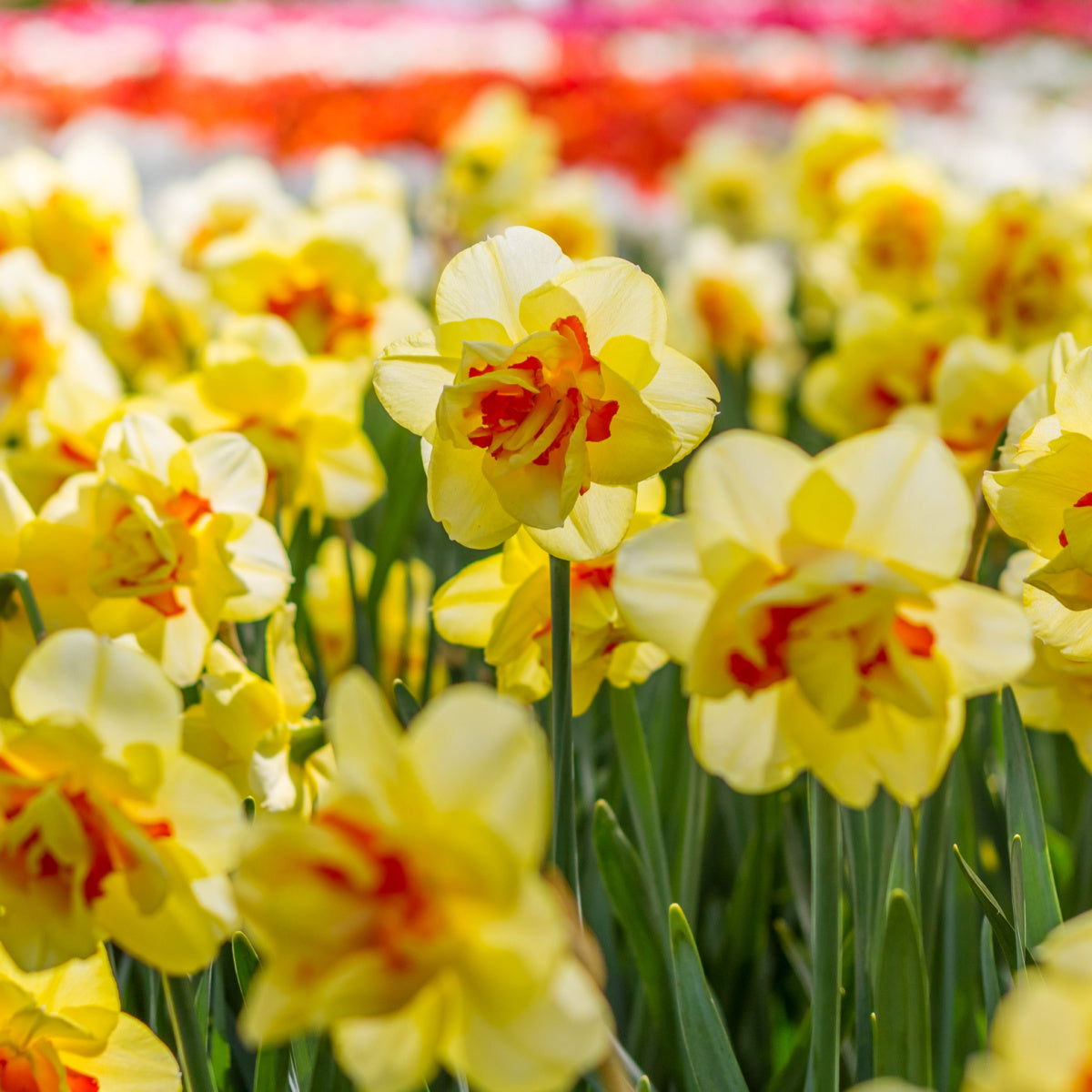 Spring Bulbs - Daffodil 'Double Mixed' - 36 x Premium Bulb Pack