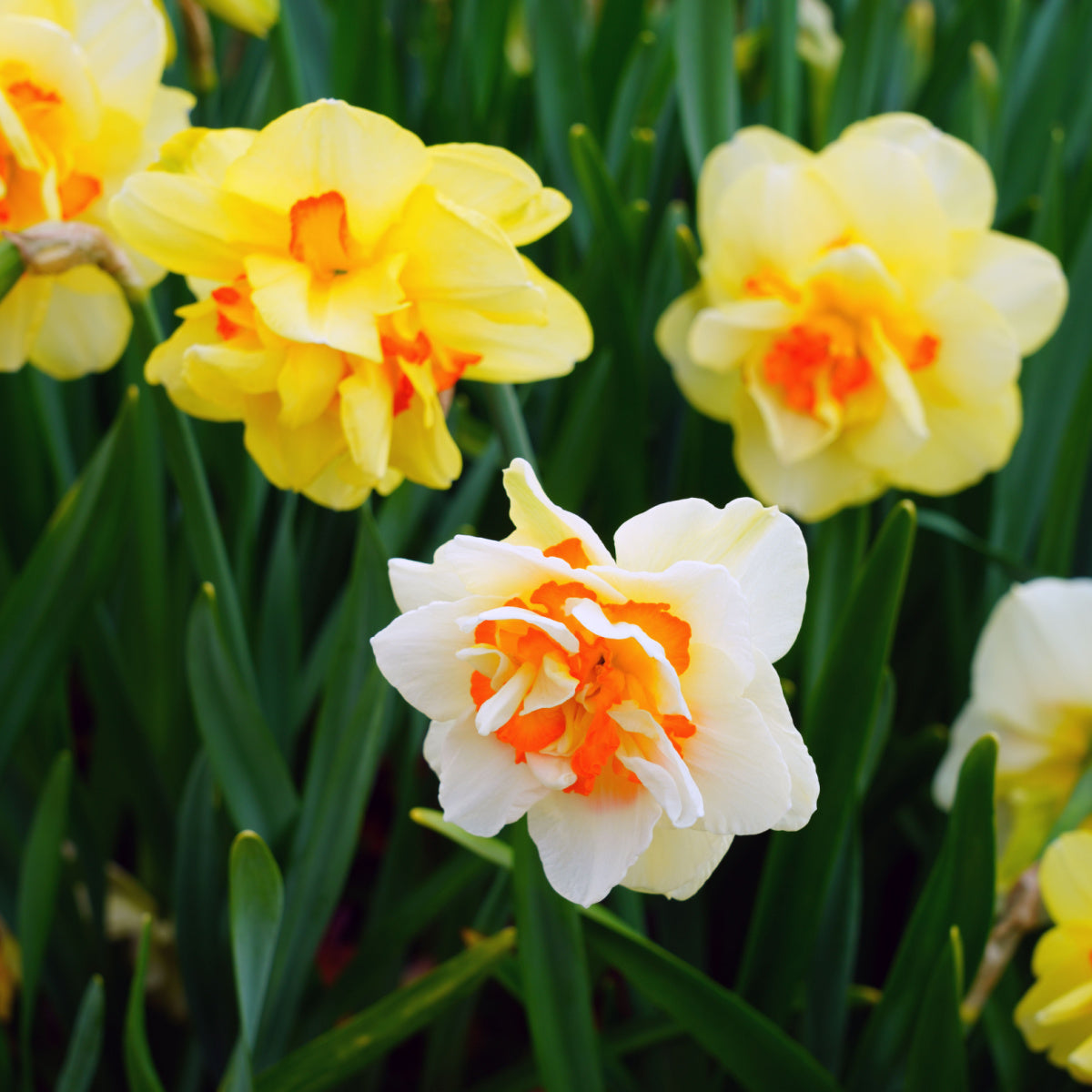 Spring Bulbs - Daffodil 'Double Mixed' - 24 x Premium Bulb Pack