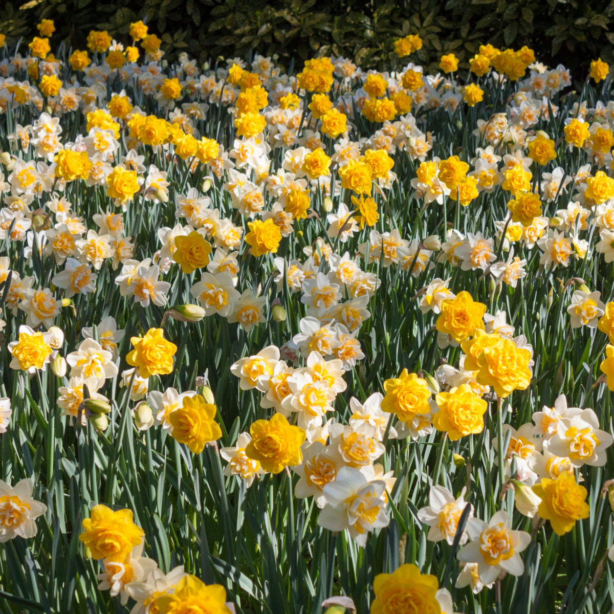 Spring Bulbs - Daffodil 'Double Mixed' - 6 x Premium Bulb Pack