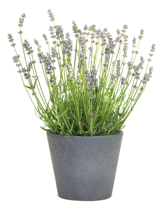 Lavender 'Edelweiss' - Full Plants in 1 Litre Pots