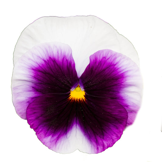 Pansy 'Beaconsfield' - 20 x Full Plant Pack