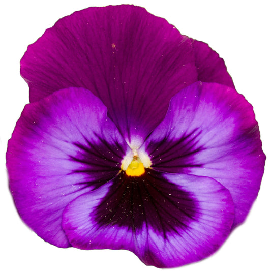 Pansy 'Neon Violet' - 6 x Full Plant Pack